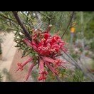 Im “Australian Arid Lands Botanic Garden” in Port Augusta: Comb Spider Flower